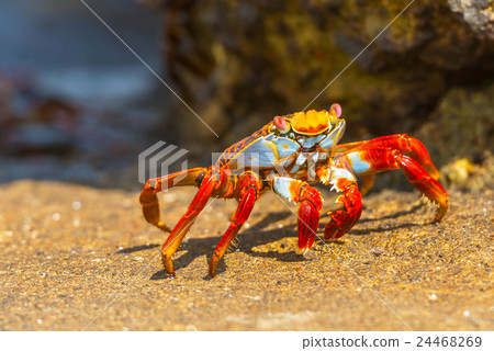 Sally Lightfoot crab on Galapagos Islands Sally Lightfoot crab on Galapagos Islands 24468269