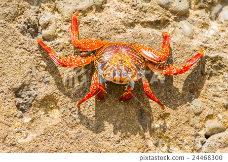 Sally Lightfoot crab on Galapagos Islands Sally Lightfoot crab on Galapagos Islands 24468300