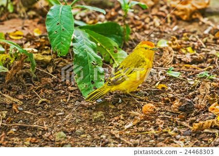 Male Yellow Warbler from Galapagos. 24468303