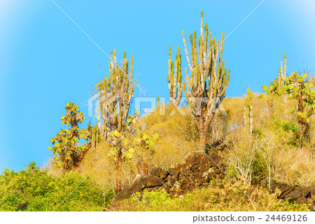 Cactus trees in Galapagos islands Cactus trees in Galapagos islands 24469126