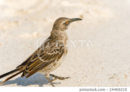 Galapagos Hood Mockingbird Galapagos Hood Mockingbird 24469228