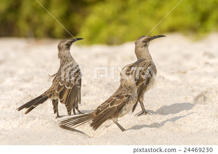 Galapagos Hood Mockingbird Galapagos Hood Mockingbird 24469230