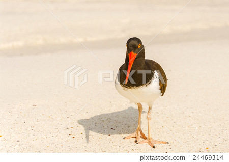American, Oystercatcher, on Espanola Island 24469314