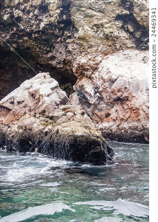 Colony Of South American Sea Lion-Ballestas Island Colony Of South American Sea Lion-Ballestas Island 24469341