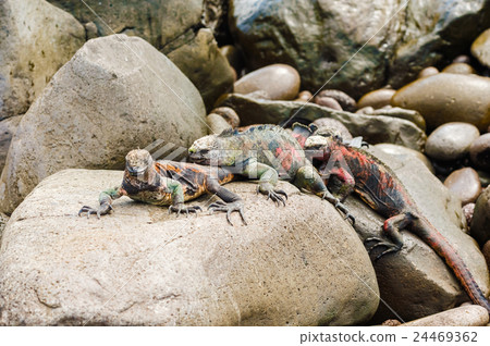 Lava lizard on Galapagos Islands 24469362