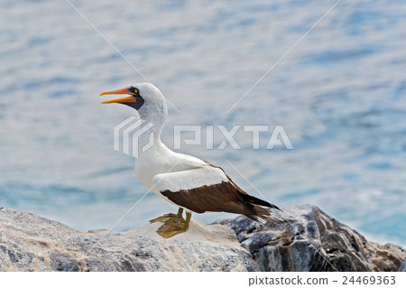 Nazca booby in Galapagos 24469363