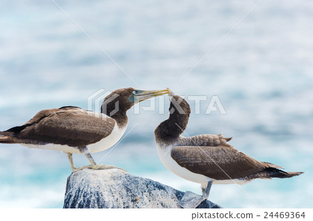 Juvenile Nazca Booby in Galapagos 24469364