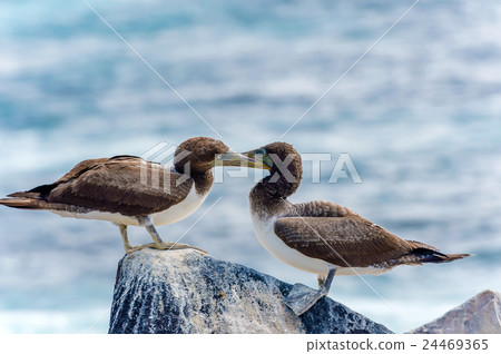 Juvenile Nazca Booby in Galapagos 24469365