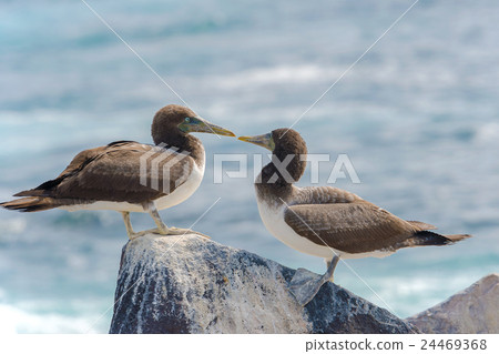 Juvenile Nazca Booby in Galapagos Juvenile Nazca Booby in Galapagos 24469368