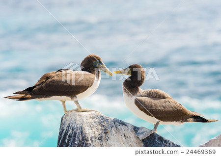Juvenile Nazca Booby in Galapagos Juvenile Nazca Booby in Galapagos 24469369