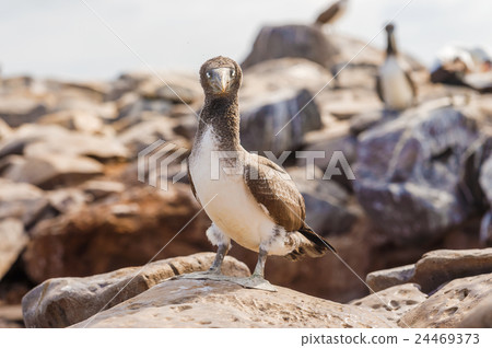 Juvenile Nazca Booby in Galapagos 24469373