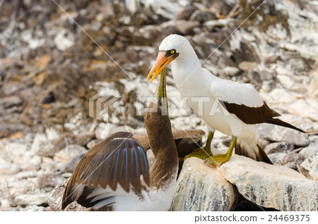Nazca booby in Galapagos 24469375