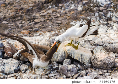 Nazca booby in Galapagos 24469376