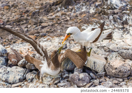 Nazca booby in Galapagos Nazca booby in Galapagos 24469378