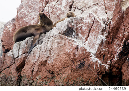 Colony Of South American Sea Lion-Ballestas Island Colony Of South American Sea Lion-Ballestas Island 24469389