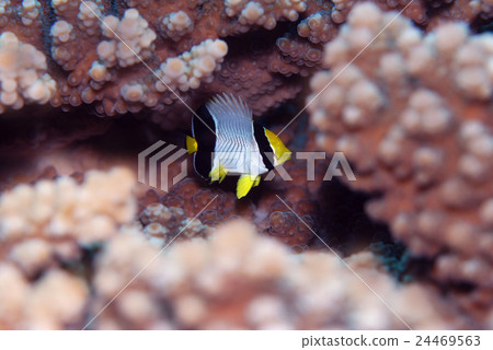 Butterfly fish Butterfly fish 24469563
