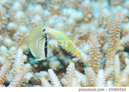 蝴蝶魚烏龜kaohagi珊瑚 蝴蝶魚烏龜kaohagi珊瑚 24469564