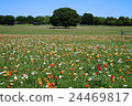 Flower garden of Iceland poppy 24469817