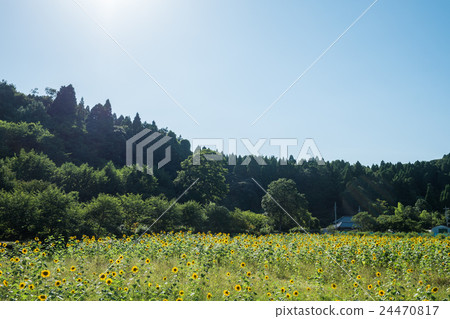 Farm village contact center front sunflower 24470817