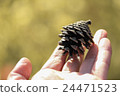 Pine cone on hand 24471523