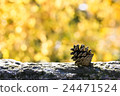 Pine cone on a tree stump 24471524