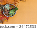 Succulent plants in a can setting on cardboard wit 24471533