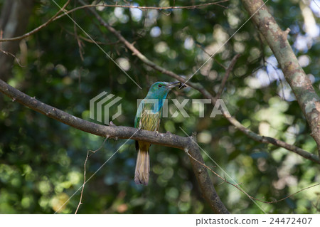 Blue-bearded Bee-eater on the branch in nature Blue-bearded Bee-eater on the branch in nature 24472407