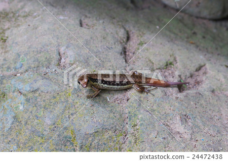 Common Forest Skink in forest 24472438