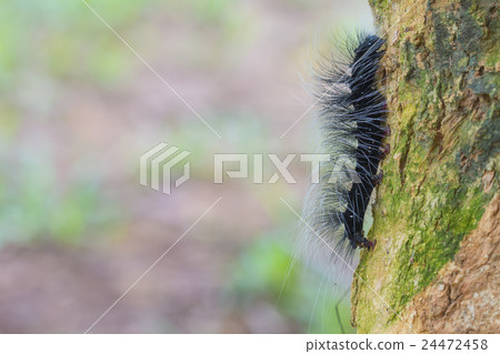 Close up Worm, caterpillars 24472458