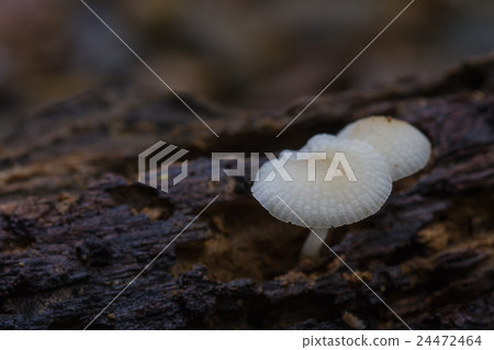 mushrooms growing on a live tree in the forest mushrooms growing on a live tree in the forest 24472464