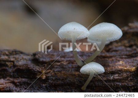 mushrooms growing on a live tree in the forest mushrooms growing on a live tree in the forest 24472465