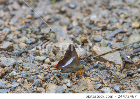 Beautiful Butterfly in forest Beautiful Butterfly in forest 24472467