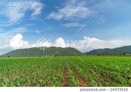 Green sprout growing 24473016
