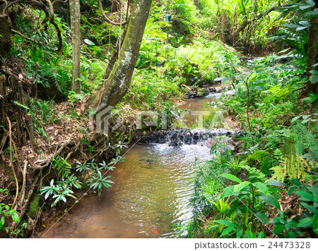 Tropical area of Green forest in Thailand 24473328