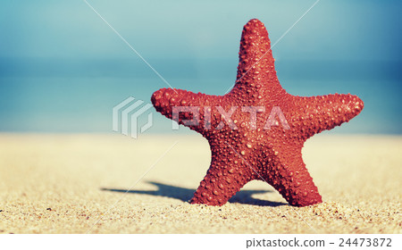 Starfish Beauty Beach Travel Animal Concept 24473872