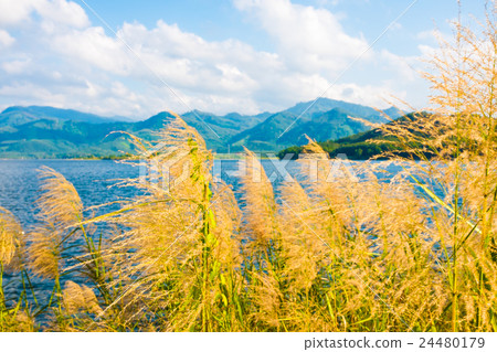 Awn of reed flower. Awn of reed flower. 24480179