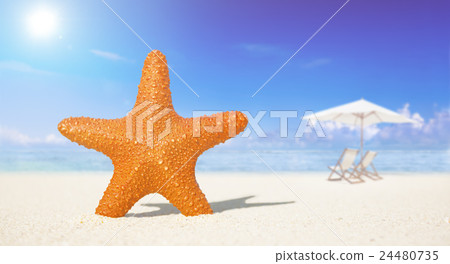 Starfish 24480735
