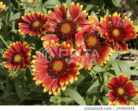 Gailarudia red color 24480948