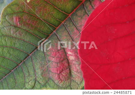 red and green leaf of poinsettia tree red and green leaf of poinsettia tree 24485871