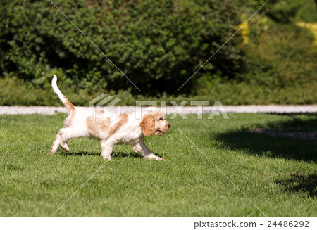 English Cocker Spaniel puppy 24486292