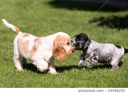 puppy 首頁 照片 動物_鳥兒 狗 小狗 english cocker spaniel puppy