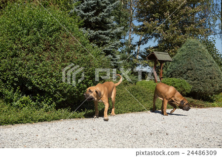two female of Fila Brasileiro (Brazilian Mastiff) 24486309