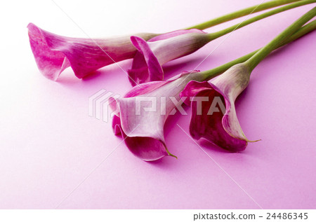 Color Color 24486345