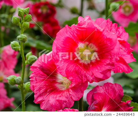 Red Hollyhock flower Red Hollyhock flower 24489643