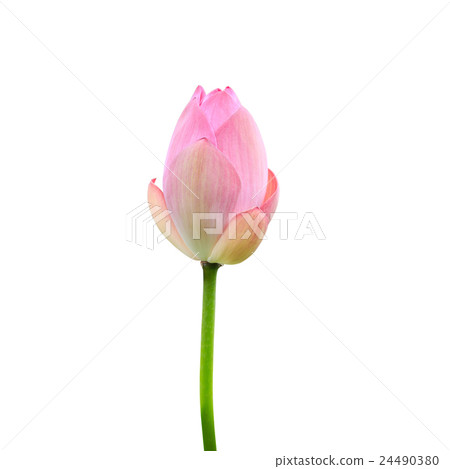 Beautiful pink lotus flower isolated on white. Saved with clipping path (Lotus used to worship) 24490380