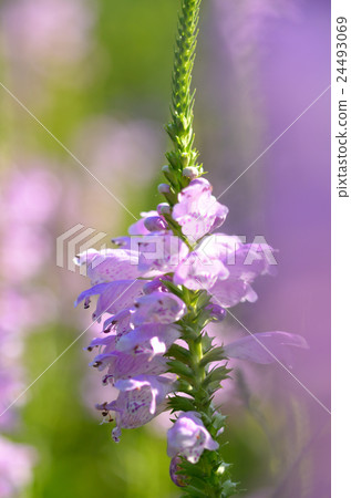 Hanatorano Hanatorano 24493069