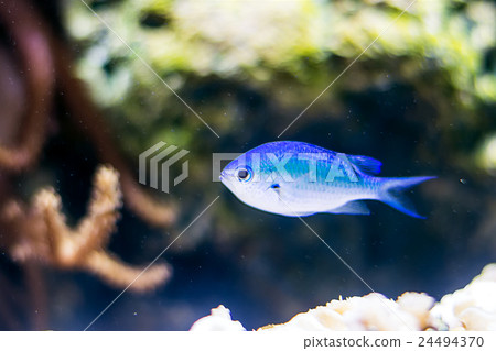 sapphire devil fish in the aquarium sapphire devil fish in the aquarium 24494370
