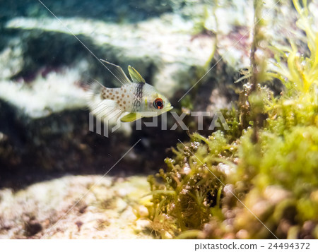 Pajama cardinal-fish Pajama cardinal-fish 24494372