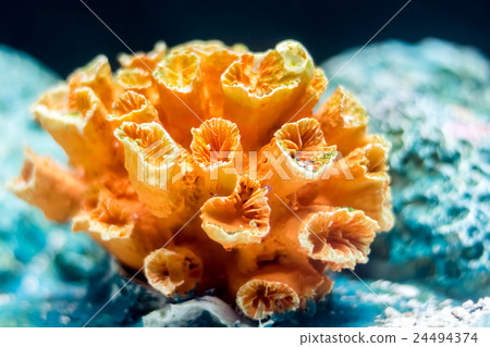Coral reef in orange color Coral reef in orange color 24494374