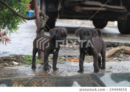 Zhengxing Pu Luo 24494658